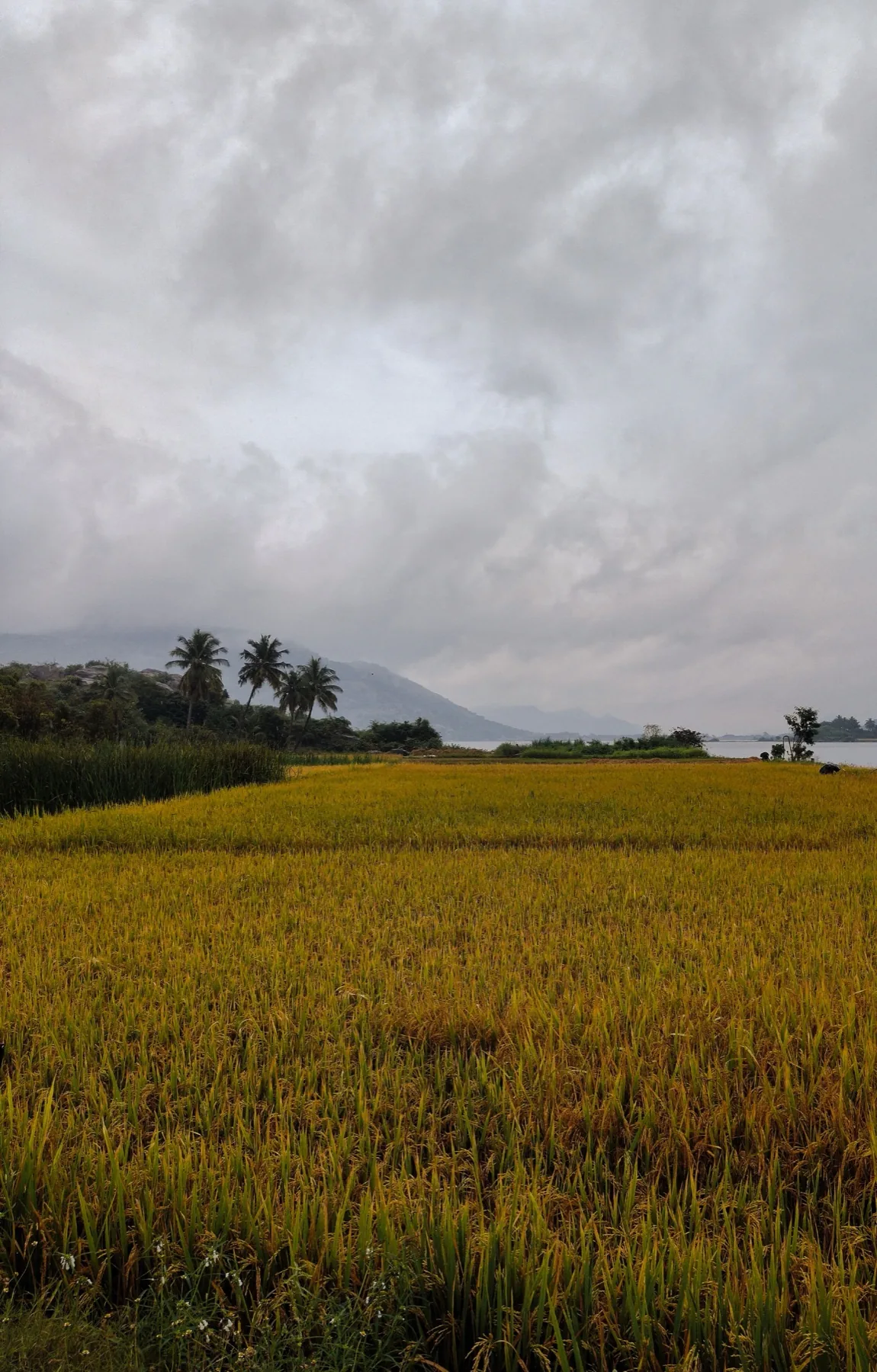 Editorial photograph of a mature paddy field